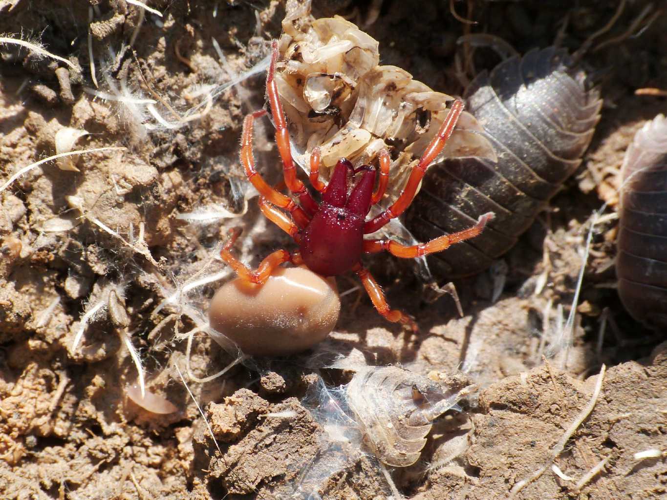 Dysdera sp.: ragno fotogenico - Tolfa (RM)